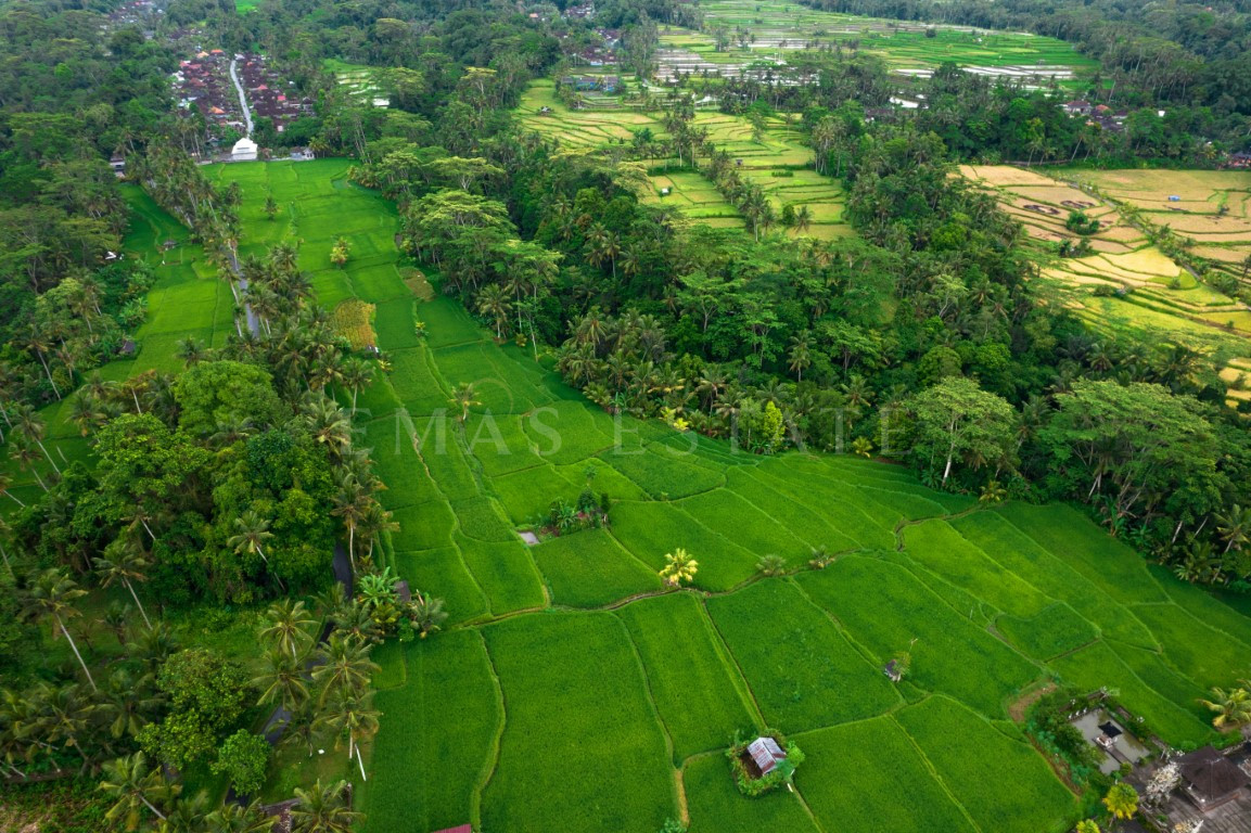 Aerial view of a lush green rice field