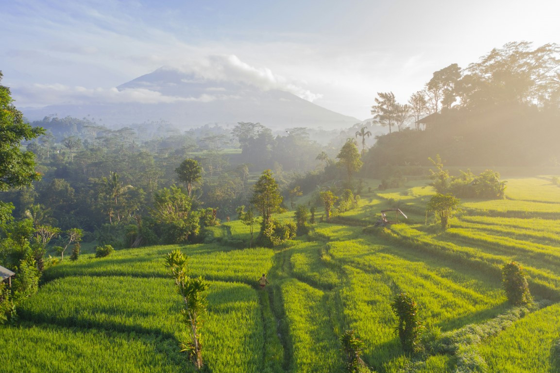 Green Ricefield