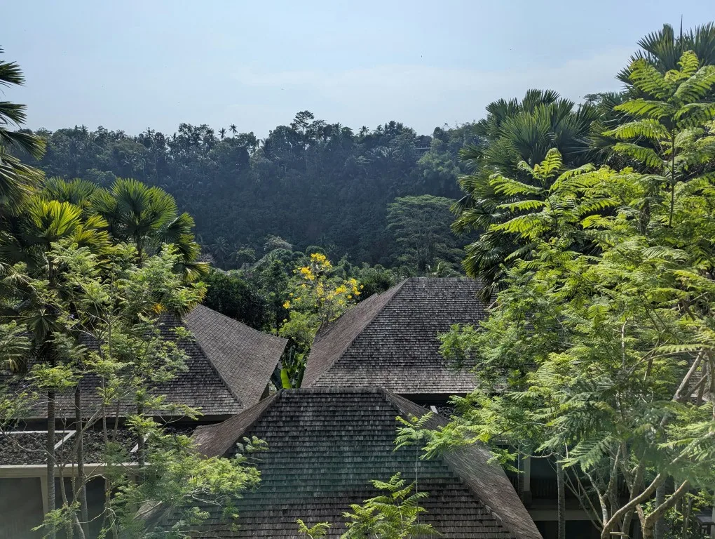 A group of huts in the middle of a forest