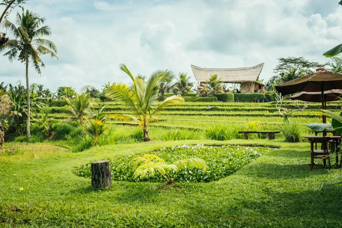 a garden with palm trees and a building in the background