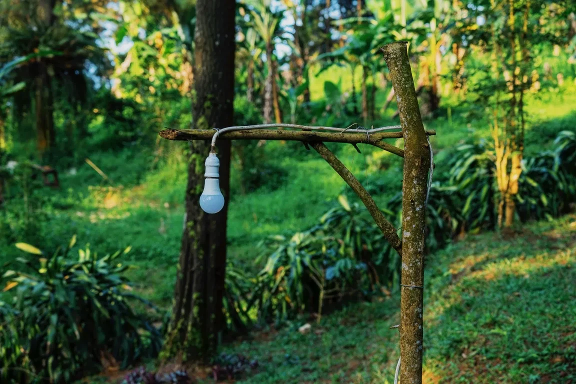 A lamp hanging from a tree in a forest