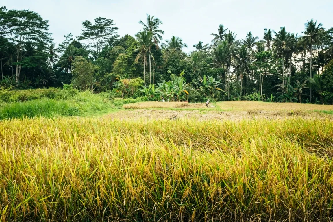 a grassy area with trees in the background