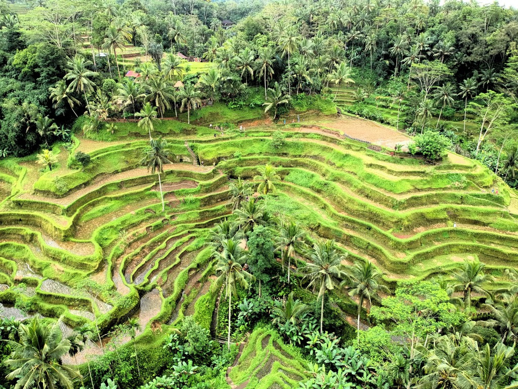 green rice terraces